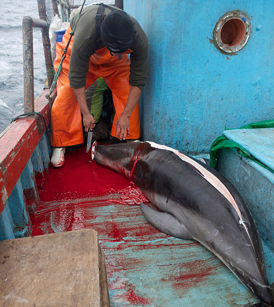 秘鲁渔民为捕鲨鱼残忍猎杀海豚当诱饵