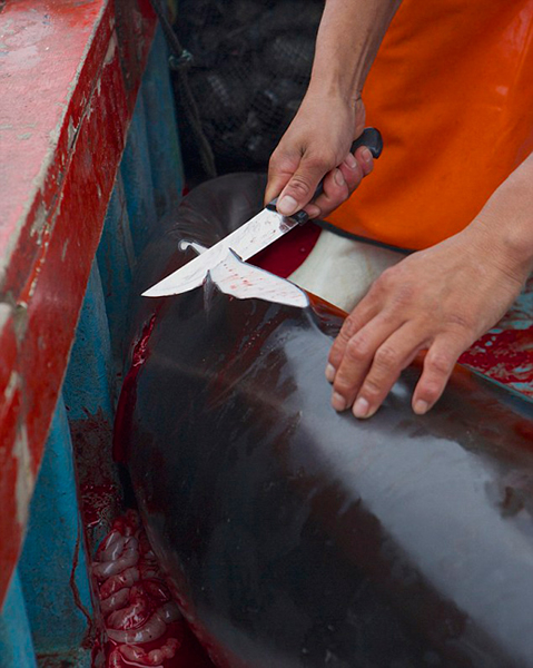 秘鲁渔民为捕鲨鱼残忍猎杀海豚当诱饵
