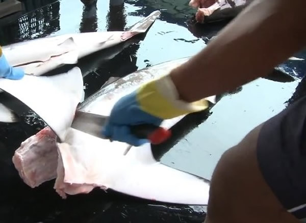 秘鲁渔民每年杀1.5万海豚当诱饵吸引鲨鱼取鱼翅
