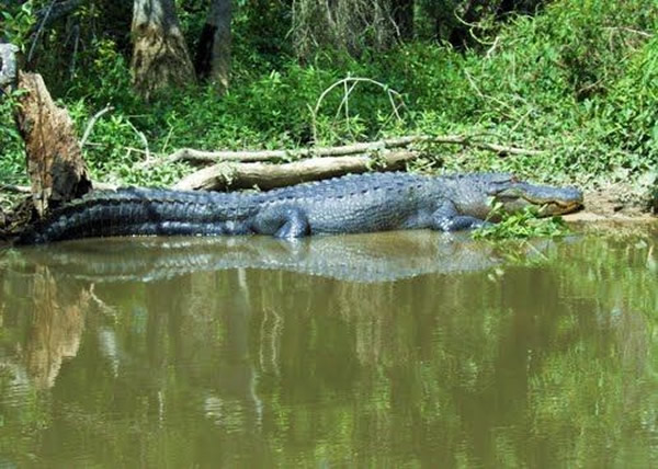 美国男子被鳄鱼咬断手臂,还被指控“非法喂养野生动物”