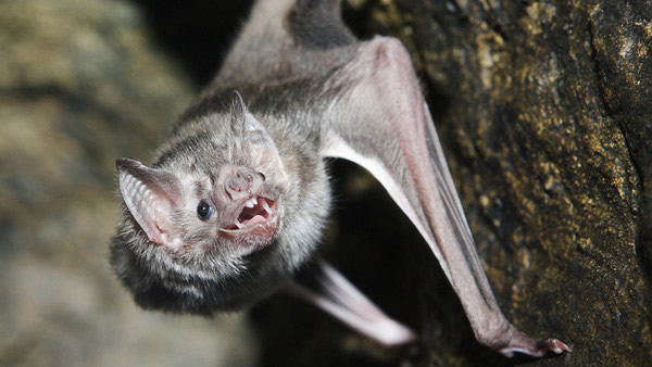 秘鲁神秘“吸血蝙蝠” 被咬过的人反而能获得对病毒的免疫能力
