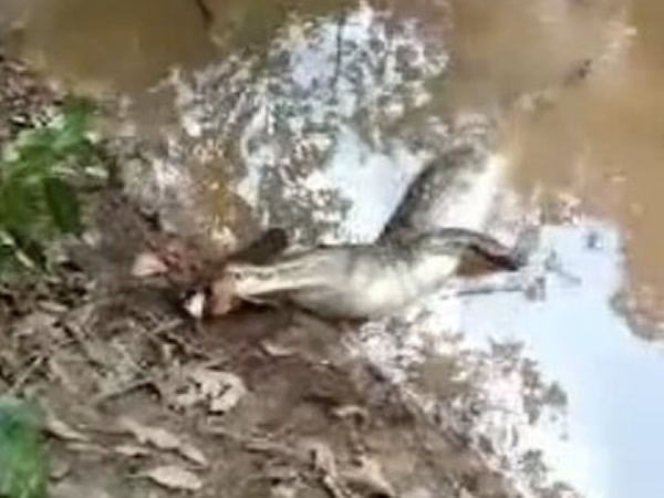 鳄鱼攻击电鳗惨被电死