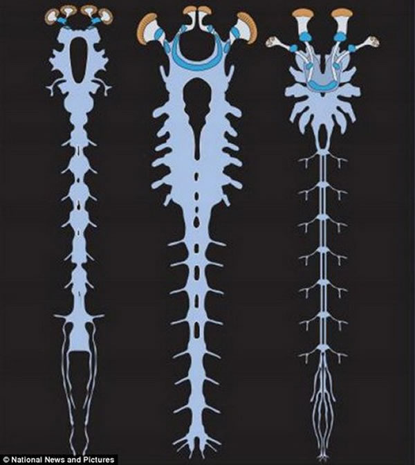 ͼ����Alalcomenaeus��ʯ����ϵͳ��ͼ�����ִ��׵���ϵͳ��ͼ����Ы�ӵ���ϵͳ