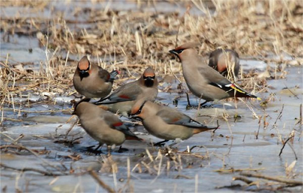 ������ζ�źŵķֻ����ܴٽ�����������γ�