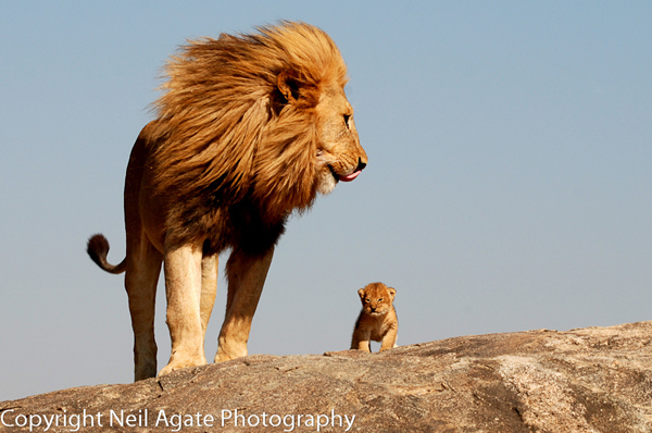 摄影师在坦桑尼亚拍摄到"真实版狮子王"