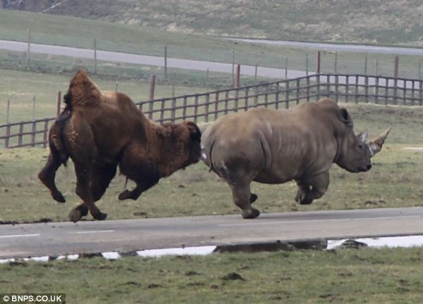 ���ջ��ӷ�ŭ��ͷ�Ͷ�Ϭţƨ��