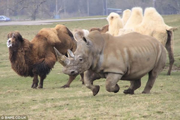 ���ջ��ӷ�ŭ��ͷ�Ͷ�Ϭţƨ��