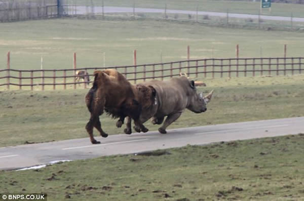 ���ջ��ӷ�ŭ��ͷ�Ͷ�Ϭţƨ��