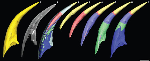 早期牙形虫嘴里发现的结构是单独进化的脊椎动物牙齿