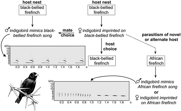 鸟类不同气味或许促进了物种间的生殖隔离和分
