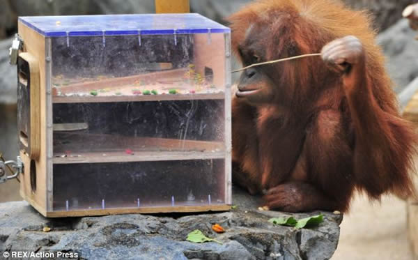 �¹��������˶���԰����ȡʳ�����޲ߣ�ˮ̡��Ԯ��