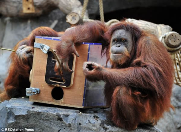 �¹��������˶���԰����ȡʳ�����޲ߣ�ˮ̡��Ԯ��