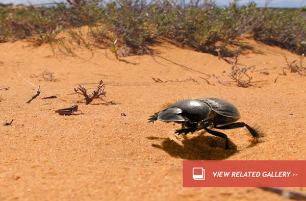 Grab-and-Go Beetle Hoards Poo and Gallops