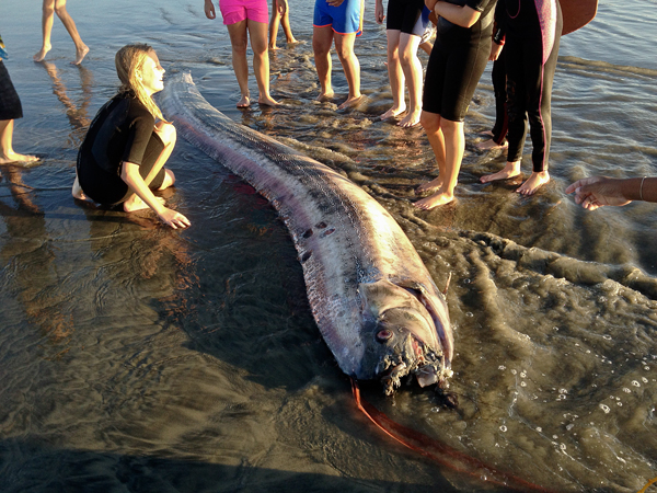 This 14-foot (4.3-meter) oarfish washed up on a beach near Oceanside, California