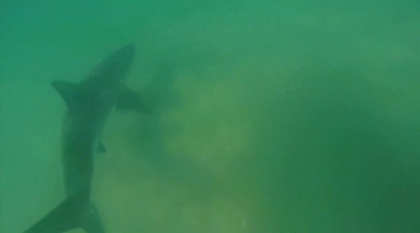 美国冲浪客发现大白鲨和海豚在脚下游