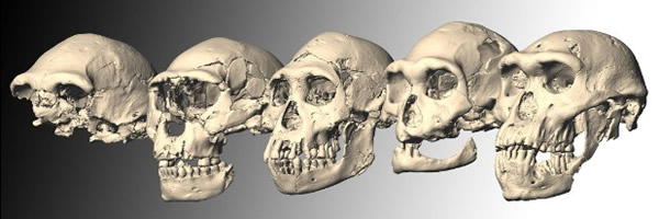 格鲁吉亚的古人类头骨化石研究价值