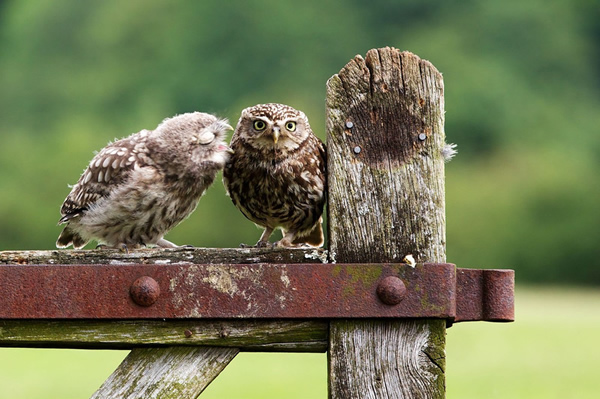 Ӣ����ֻèͷӥ����