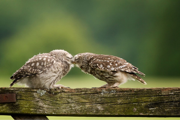 Ӣ����ֻèͷӥ����