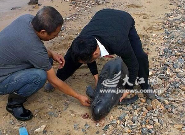 鄱阳湖发现一头死亡江豚