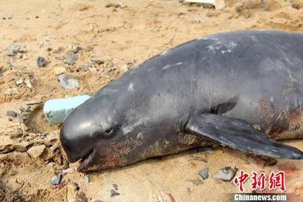 江西鄱阳湖松门山水域发现一头上百斤的死亡江豚