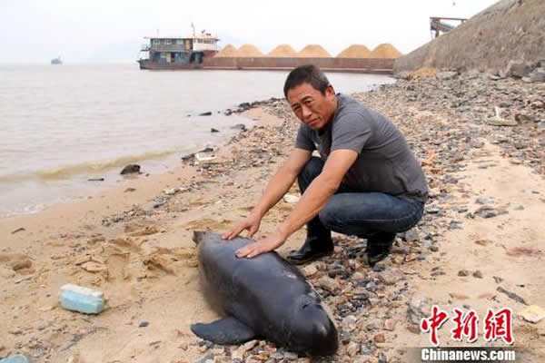 江西鄱阳湖松门山水域发现一头上百斤的死亡江豚
