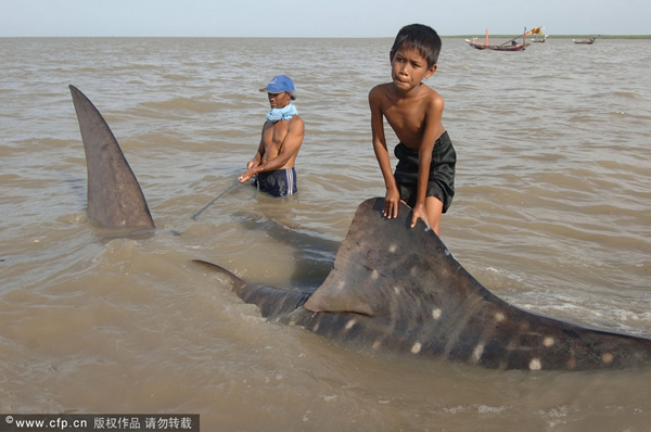 ӡ��צ�۵�һ���к�����һͷ���豳��