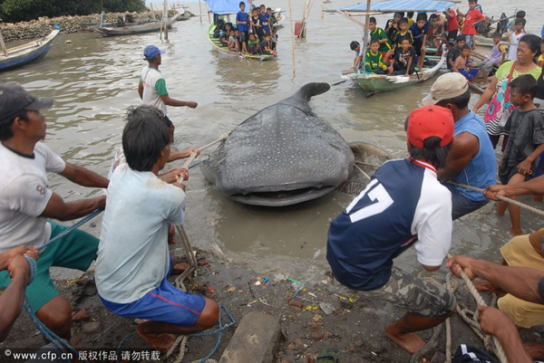 ӡ�Ჶ����