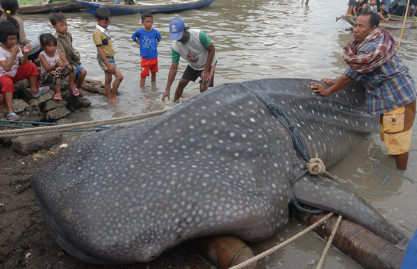 ӡ�Ჶ����