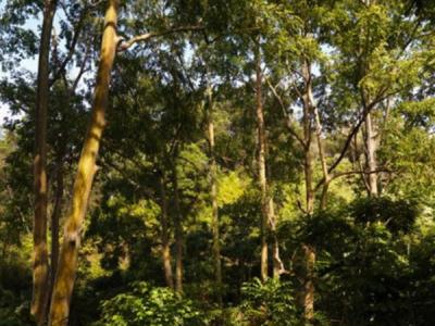 能灭火的樟柯树 - 神秘的地球 科学|自然|地理|探