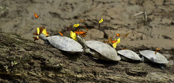 秘鲁一群蝴蝶在乌龟头部试图汲取乌龟泪水