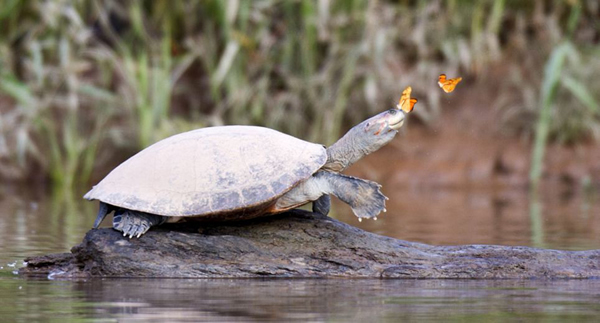 秘鲁一大群蝴蝶飞舞环绕在乌龟头部试图汲取乌龟泪水