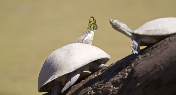 秘鲁一大群蝴蝶飞舞环绕在乌龟头部试图汲取乌龟泪水
