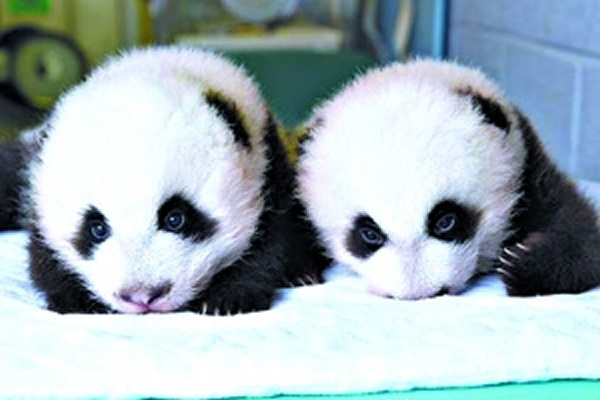 ��������������è˫��̥���������֡�����ۼ��