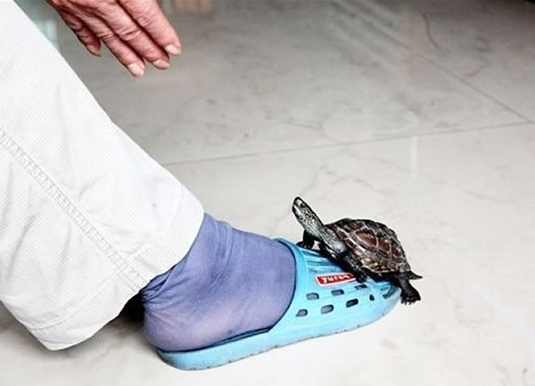 广西一只中华草龟被成为灵龟 通人性能站立