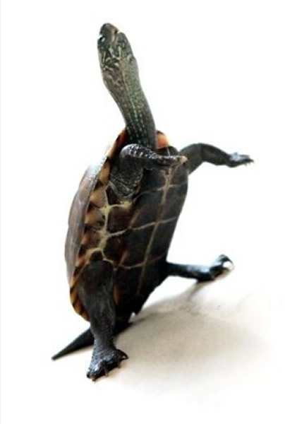 ����һֻ���л��ݹꡱ����Ϊ����ꡱ ͨ������վ��