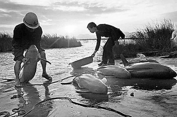 �����¼�������������������ﵽ14ͷ