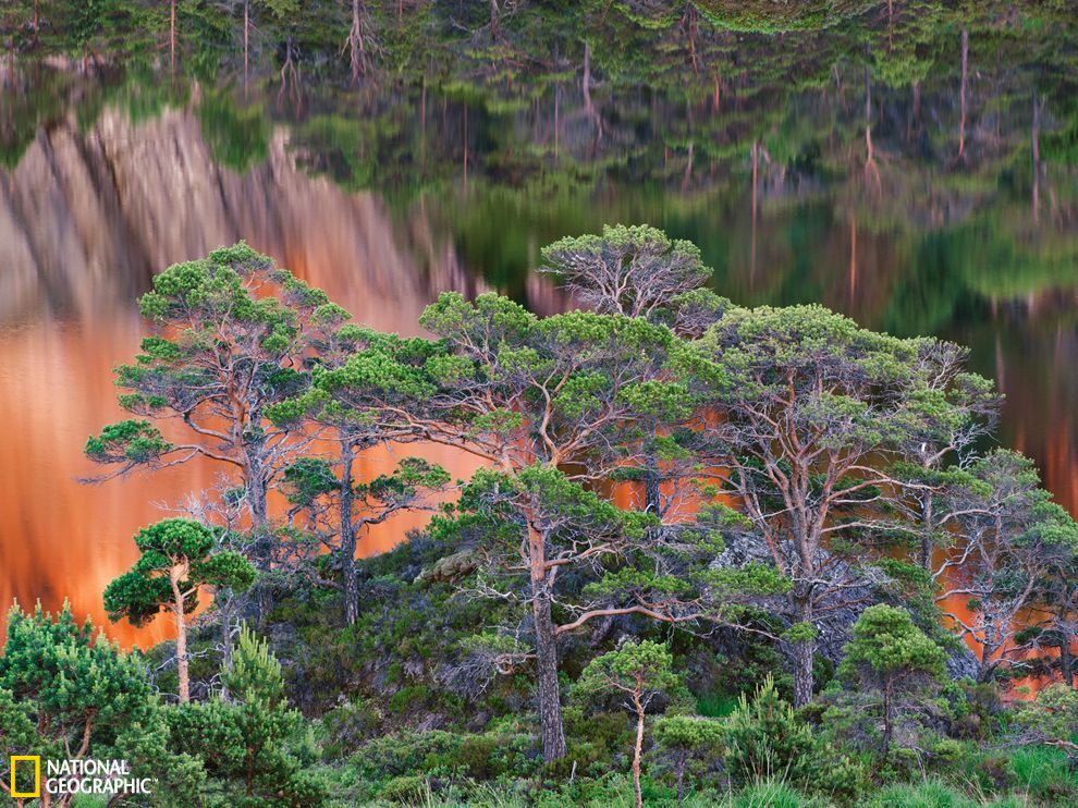 Ų����ɭ��