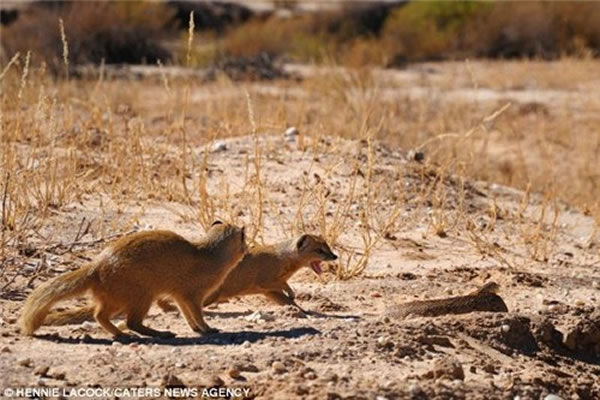 猫鼬还唤来同伴对这条毒蛇进行围攻