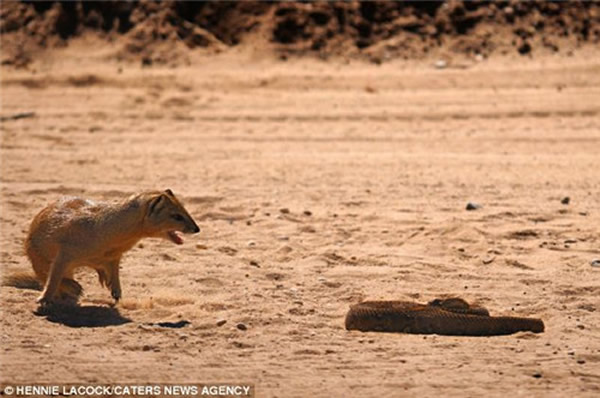 猫鼬便张开嘴巴,摆出进攻的姿势欲捕捉这条毒蛇。