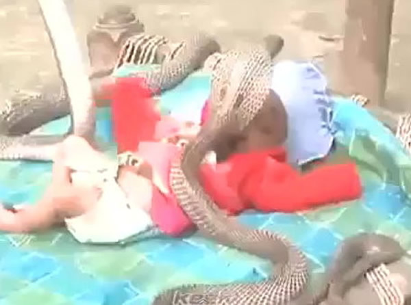 印度一家庭让四条眼镜蛇围绕婴儿警戒