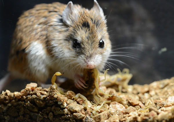 A southern grasshopper mouse eats the Arizona bark scorpions that it has just ki