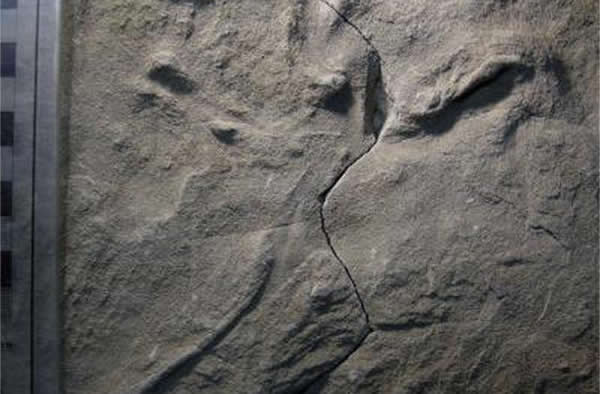A drag mark made by the rear toe on one of the Cretaceous bird tracks indicates