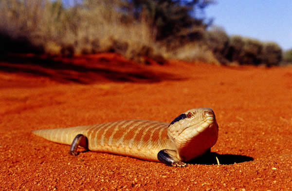 A blue-tongued skink (a type of lizard) crosses red sand in the Northern Territo