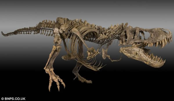 美国农民发现7000万年前的暴龙和三角龙化石一夜暴富