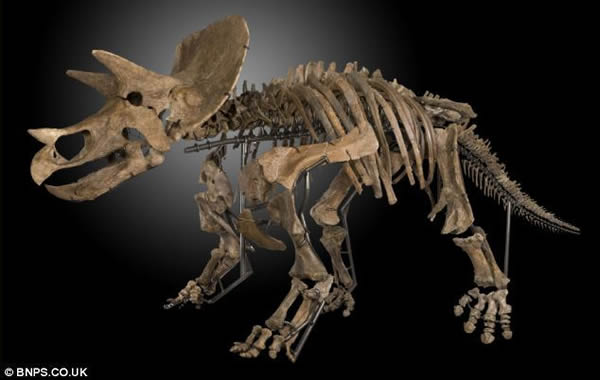 美国农民发现7000万年前的暴龙和三角龙化石一夜暴富