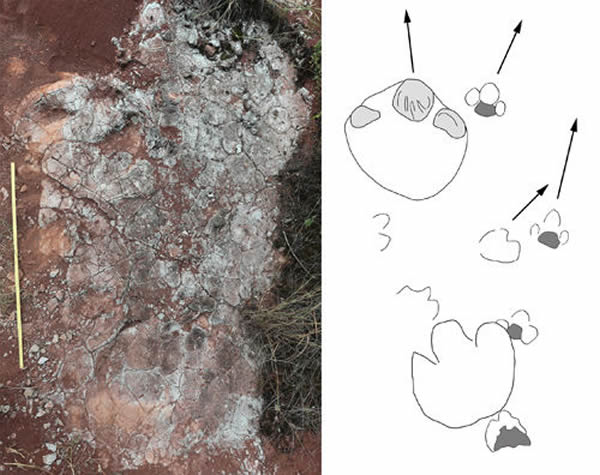 新发现的恐龙足迹以及示意图