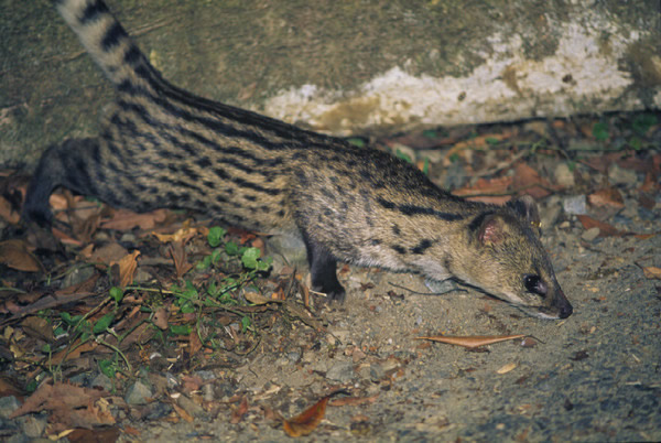 ���������è��ëɫ�����һ���������ͽ�С��