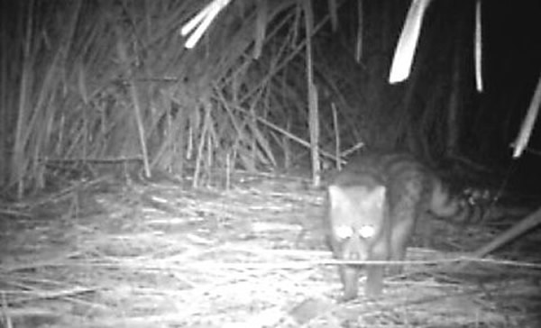 �������Զ�������㵽������è���ڴ�ũ��ɭ��԰���ĸ�â�ݻ����С�