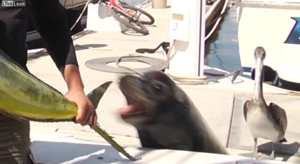 墨西哥电视节目展示钓到大鱼被海狮跳出水一口叼走