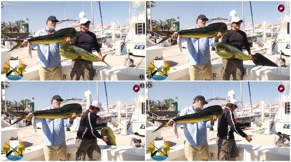 墨西哥电视节目展示钓到大鱼被海狮跳出水一口叼走